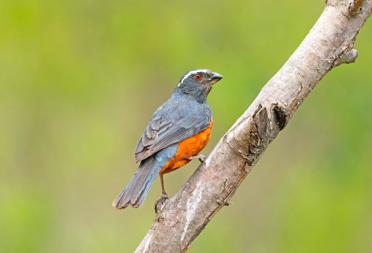 Rufous-bellied Mountain Tanager - ML645084202