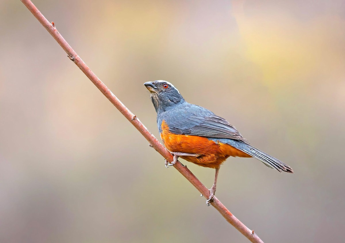 Rufous-bellied Mountain Tanager - ML645084203