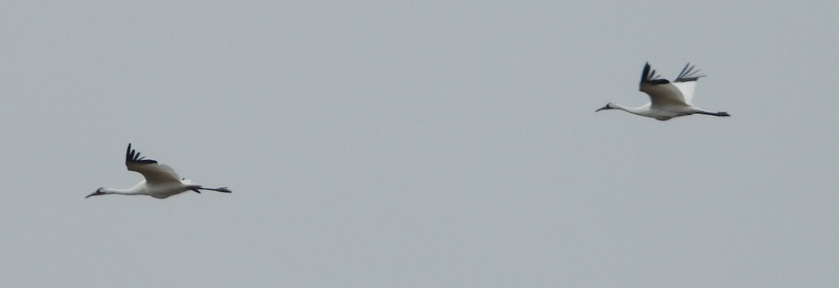 trompettrane - ML645084205