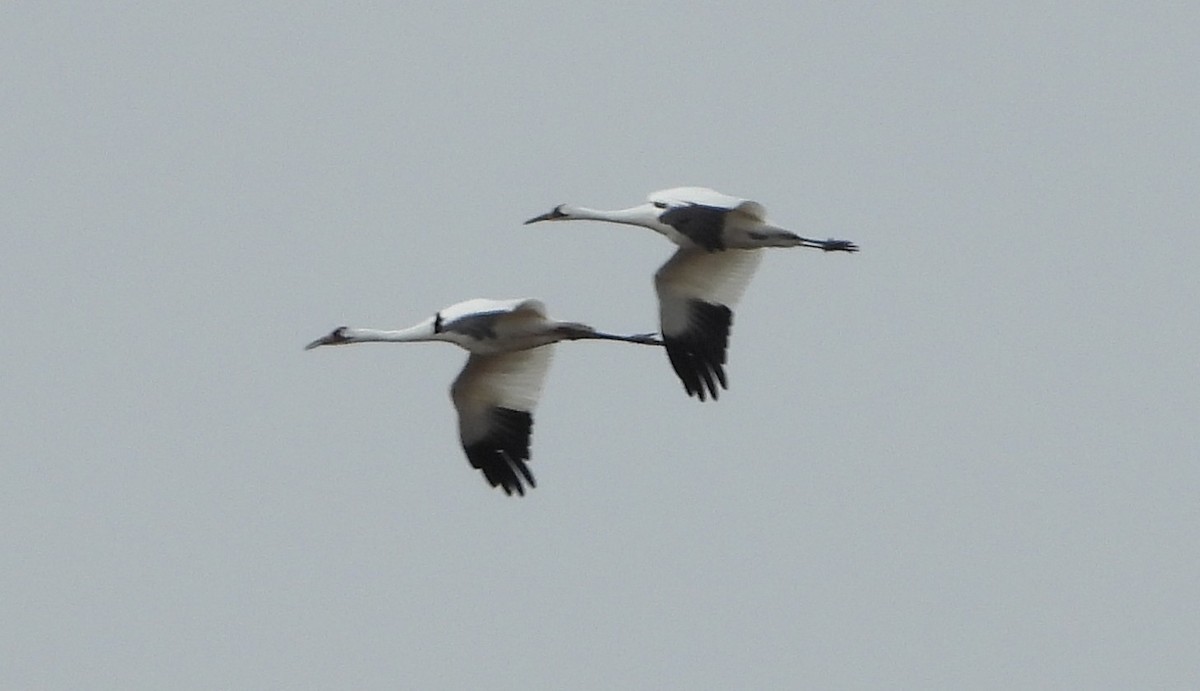 trompettrane - ML645084206