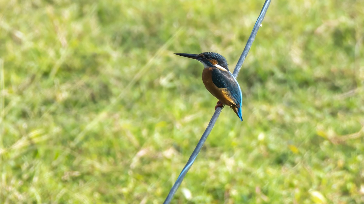 Номин шогшир - ML645084223