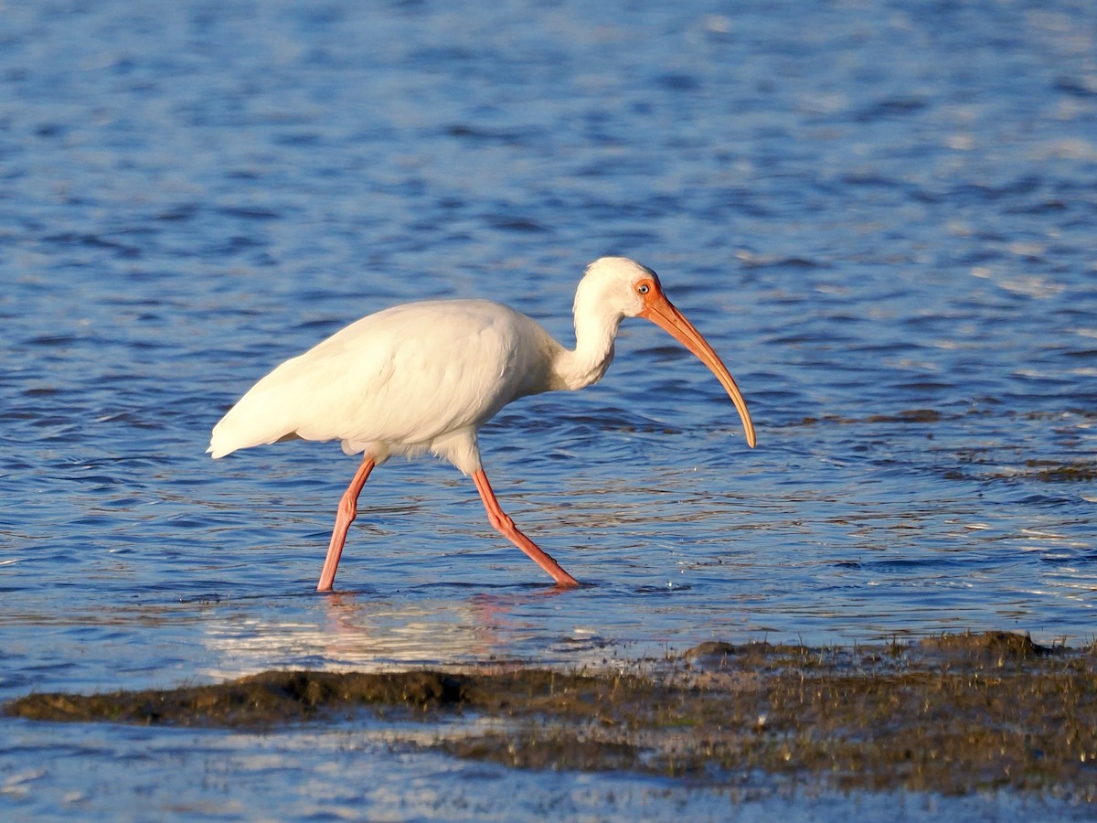 Ak Aynak - ML645084235