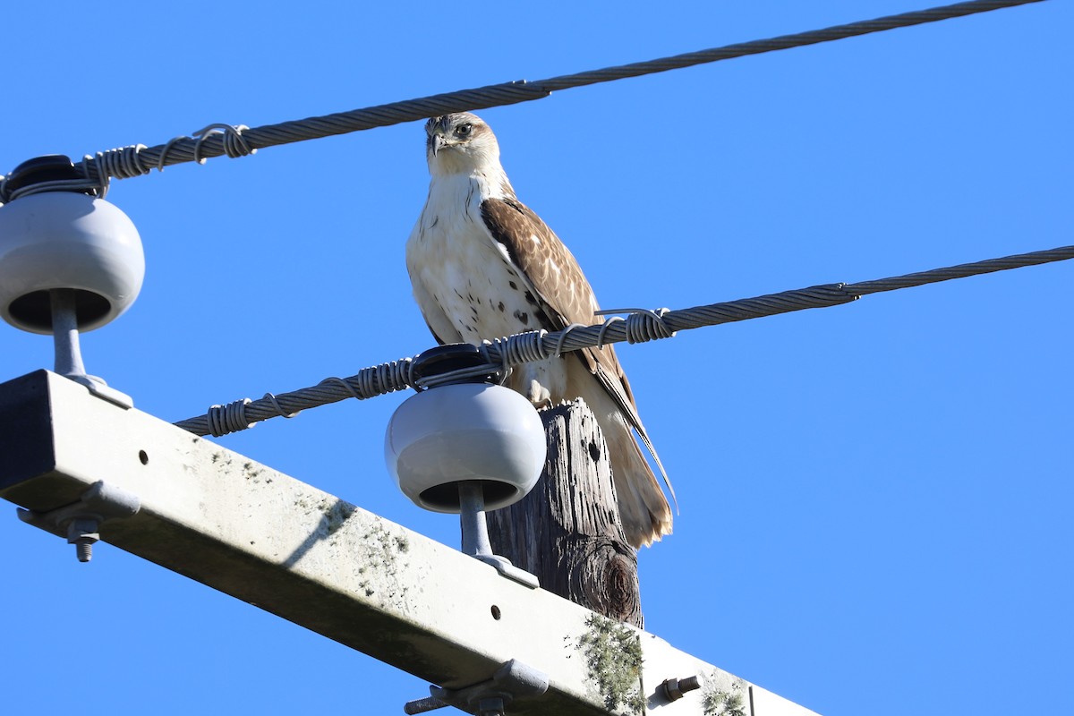 Ferruginous Hawk - ML645084260
