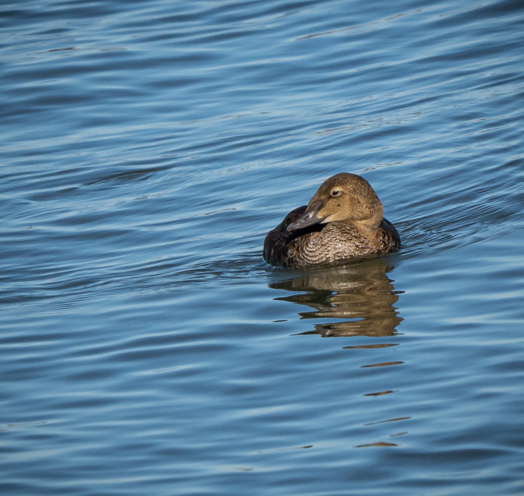 King Eider - ML645084266
