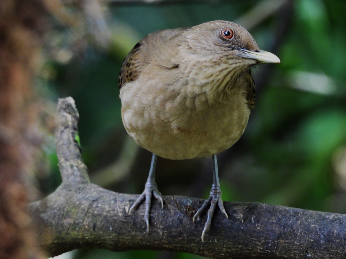 Merle fauve - ML645084269