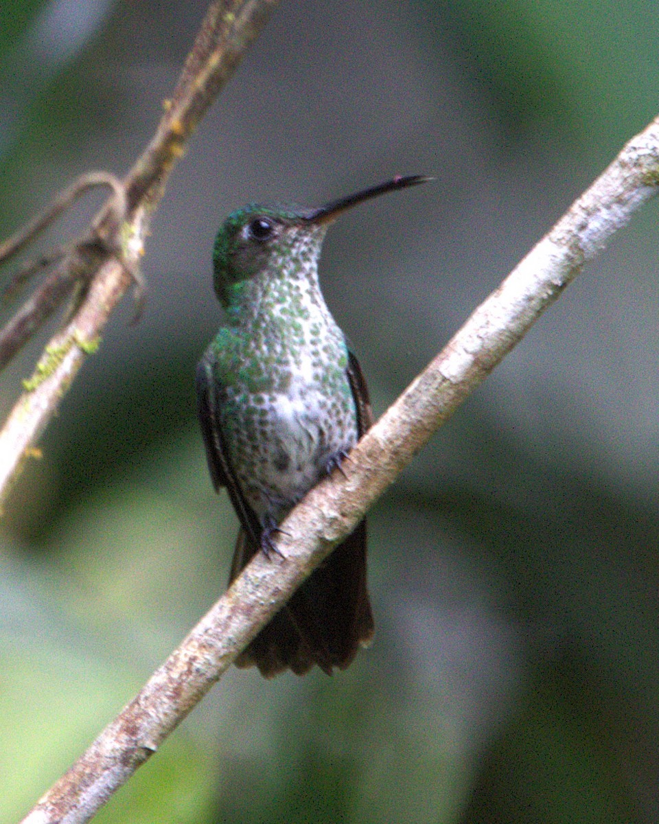 Tropfenkolibri - ML645084273