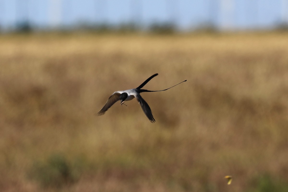 Fork-tailed Flycatcher - ML645084279