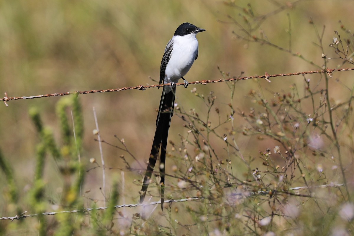 Fork-tailed Flycatcher - ML645084280