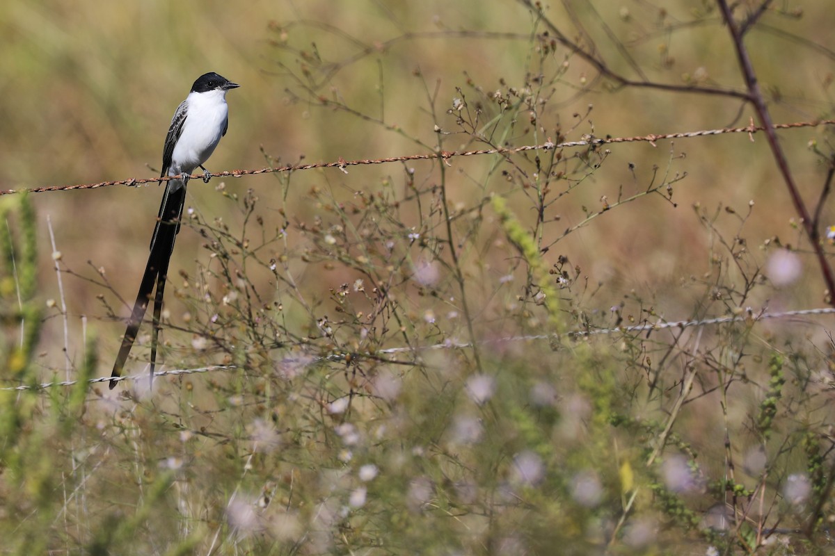 Fork-tailed Flycatcher - ML645084282