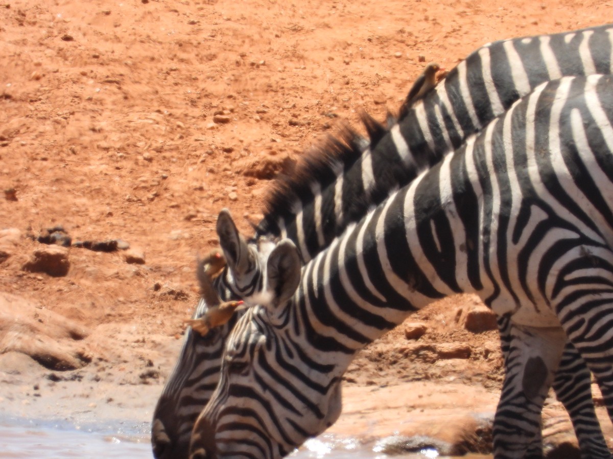 Red-billed Oxpecker - ML645084293