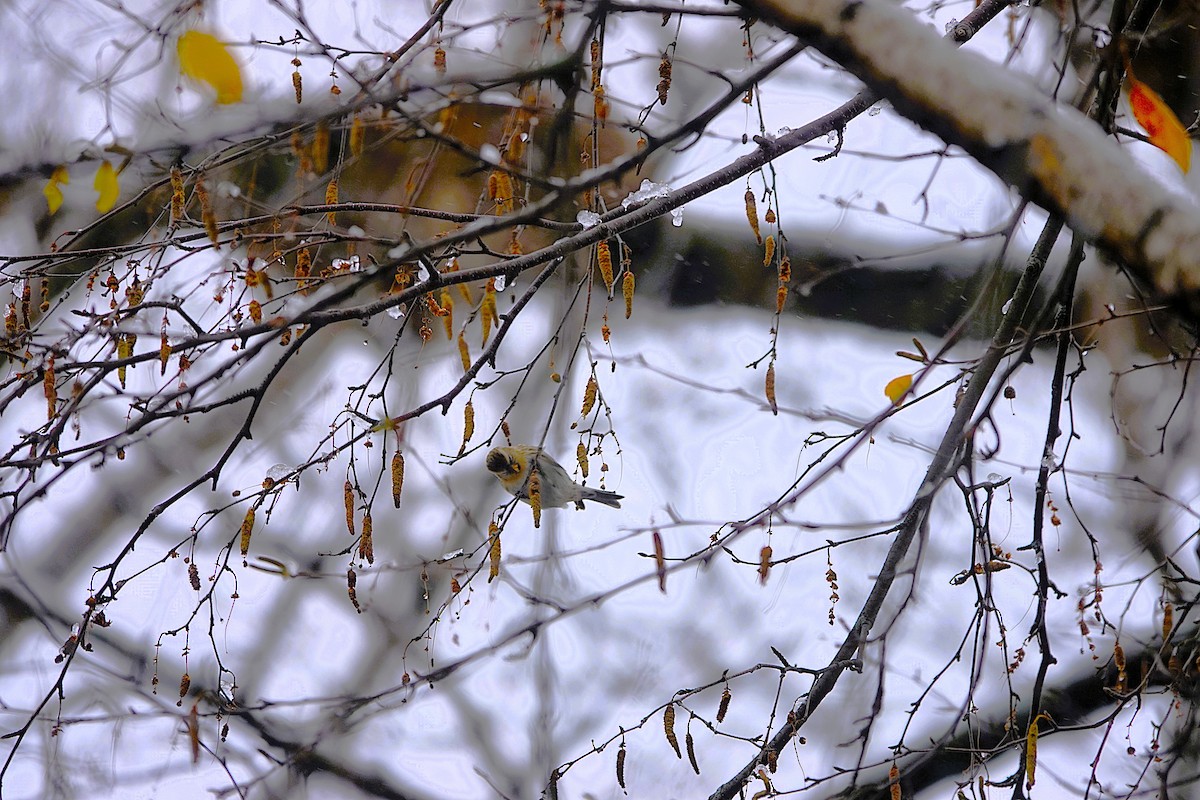 普通朱頂雀 - ML645084294