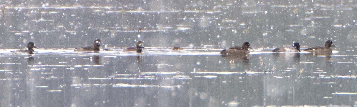 コスズガモ - ML645084300