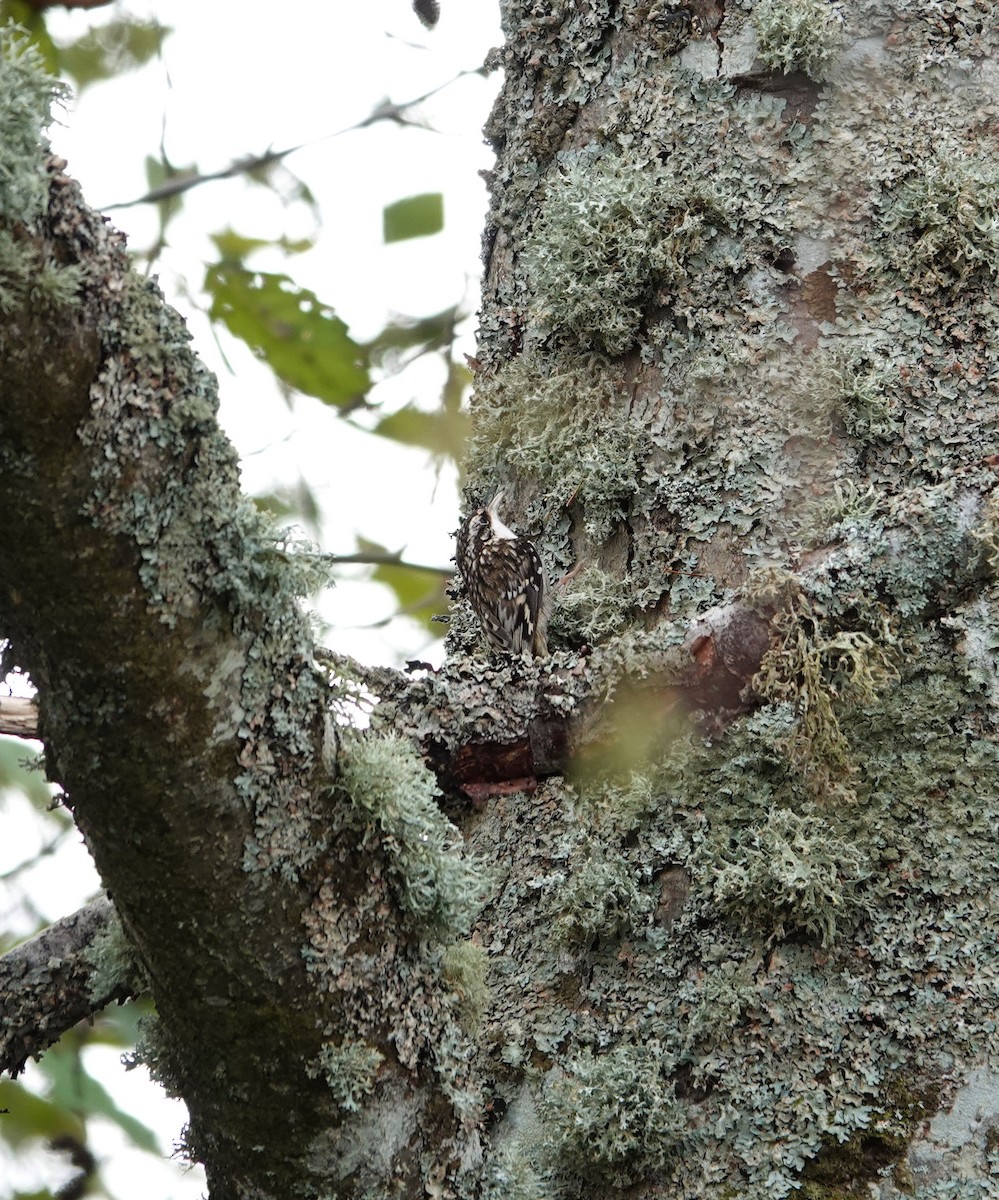 Brown Creeper - ML645084304