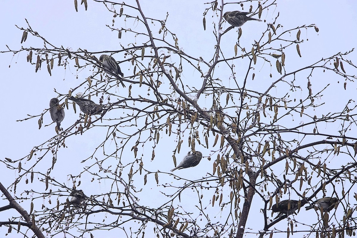 普通朱頂雀 - ML645084312