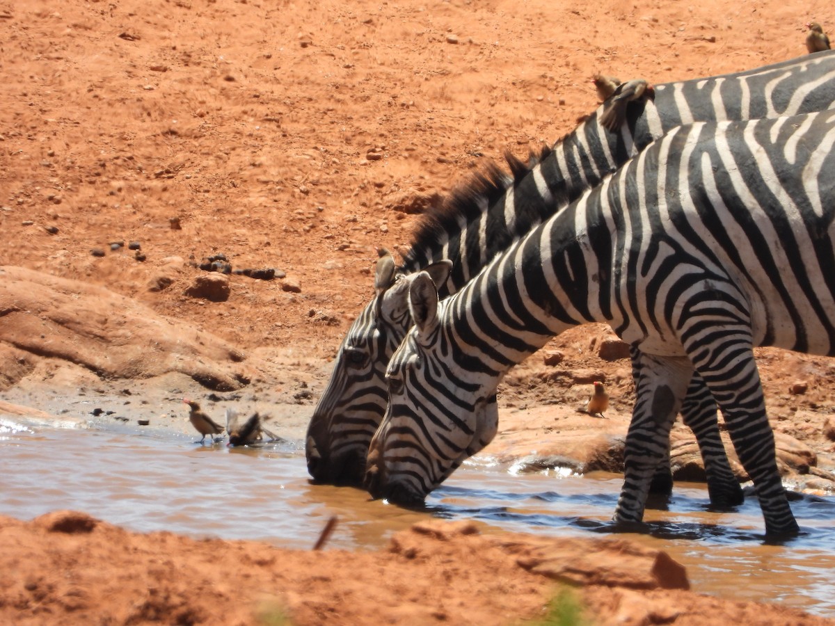 Red-billed Oxpecker - ML645084313