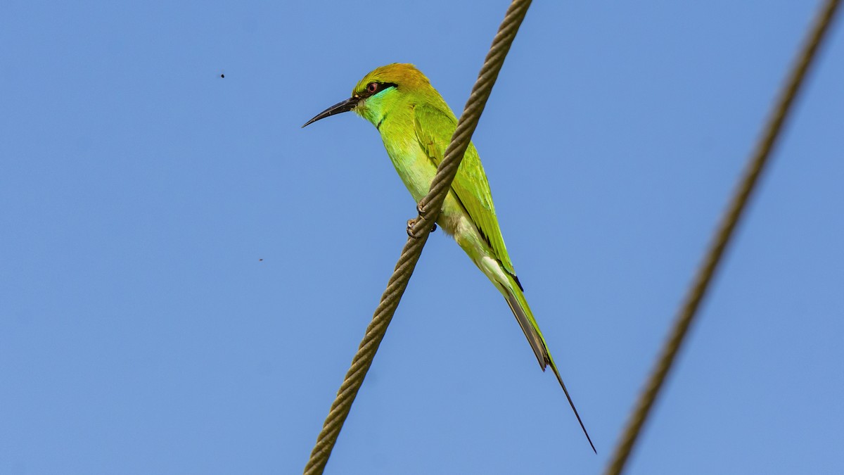Asian Green Bee-eater - ML645084314