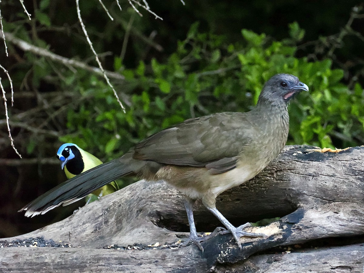 Plain Chachalaca - ML645084321