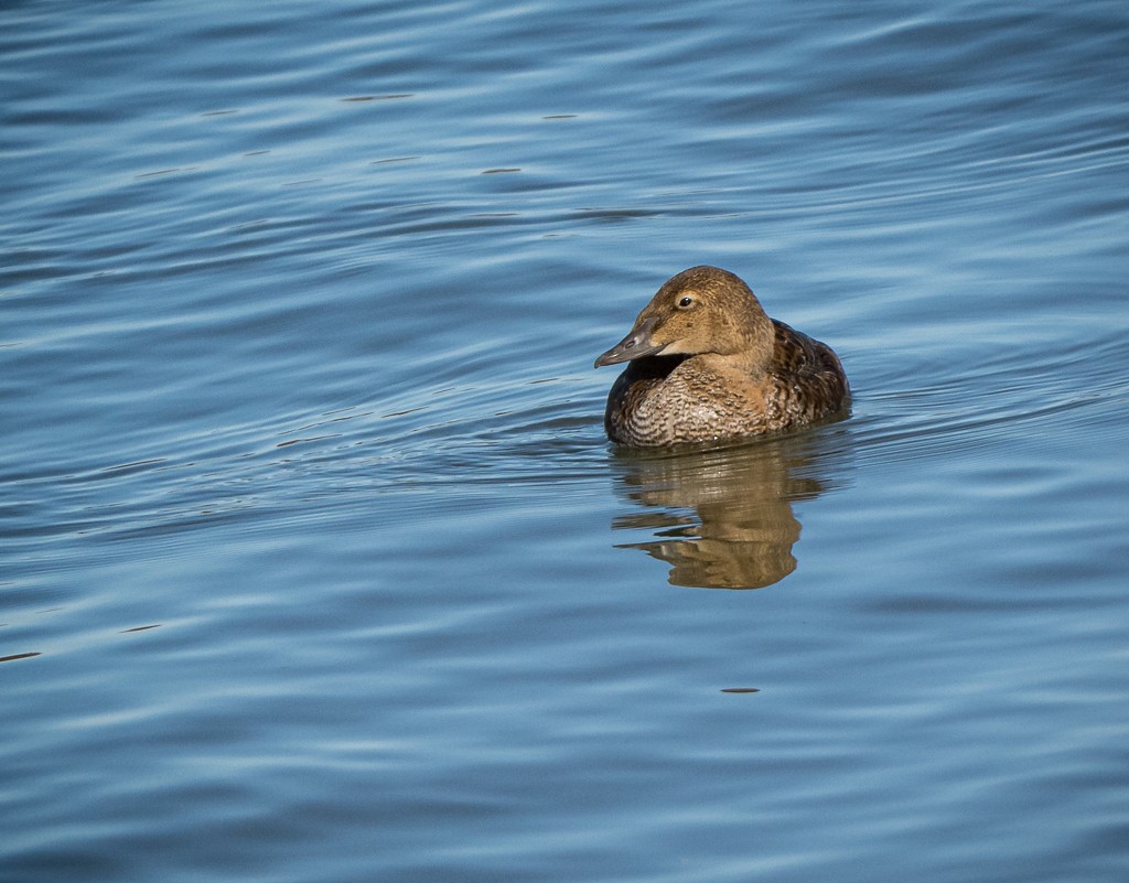 King Eider - ML645084345