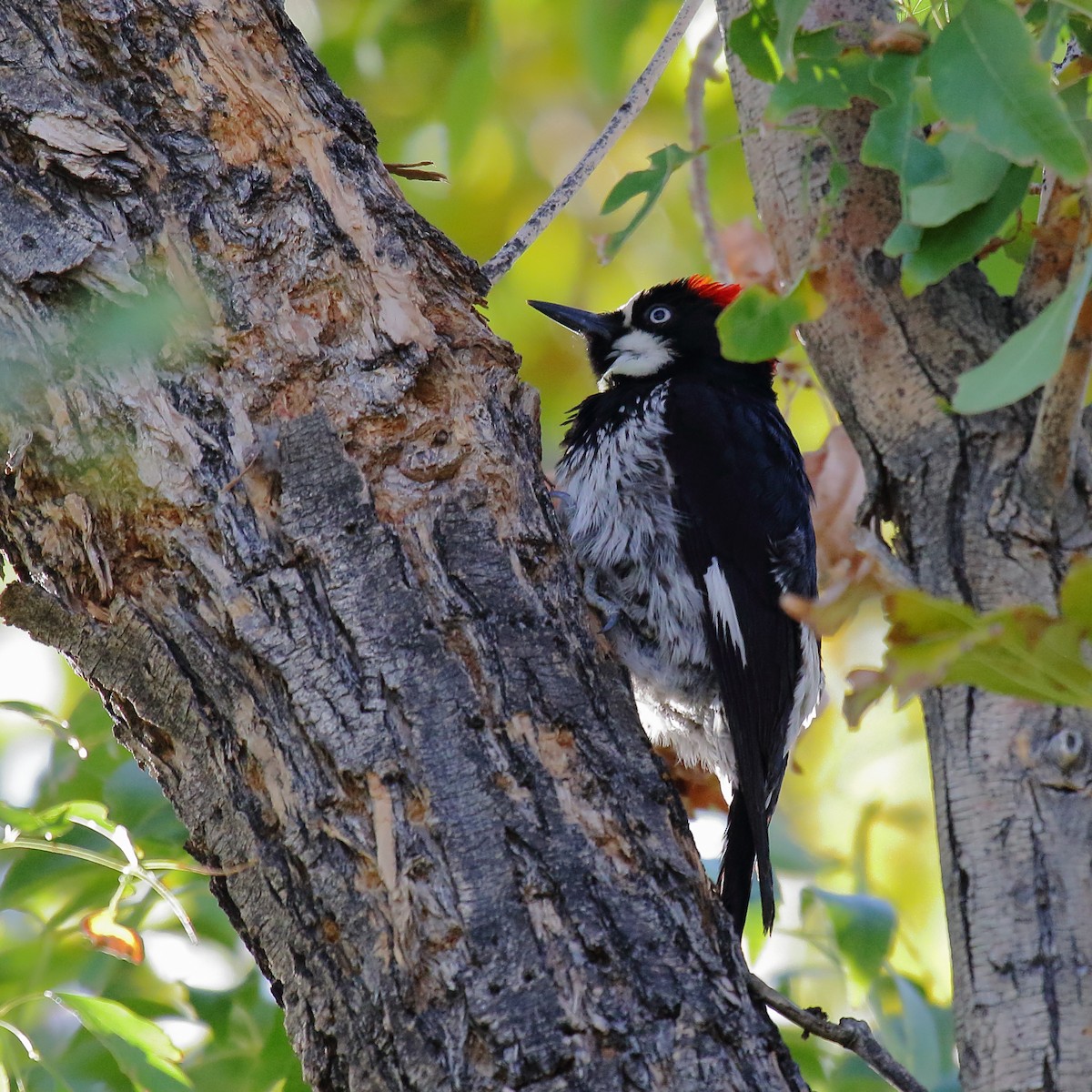 Acorn Woodpecker - ML645084349