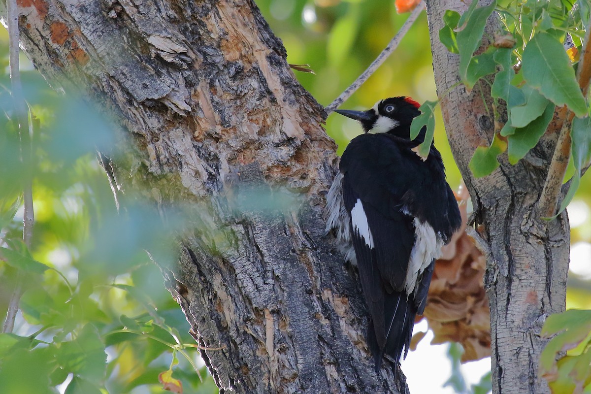 Acorn Woodpecker - ML645084353