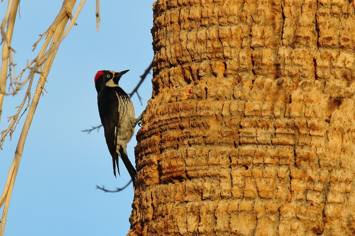 Acorn Woodpecker - ML645084355