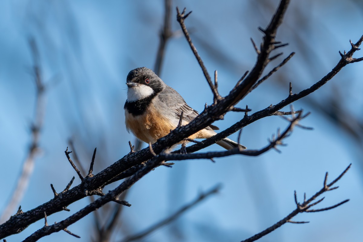 Rufous Whistler - ML645084370