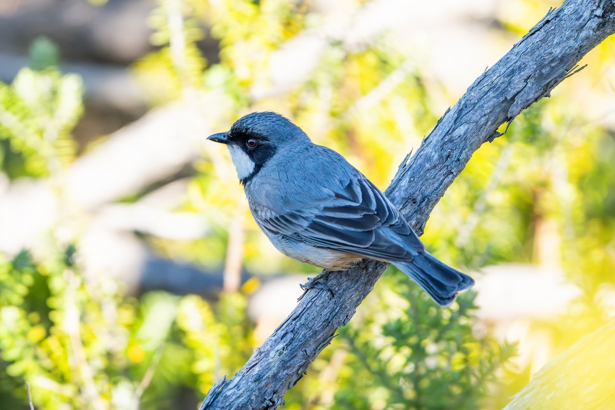 Rufous Whistler - ML645084371