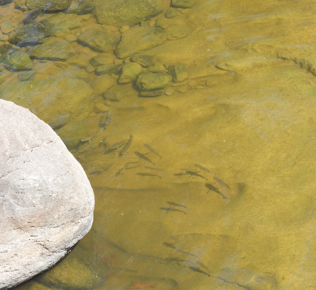 Animals - ML645084372