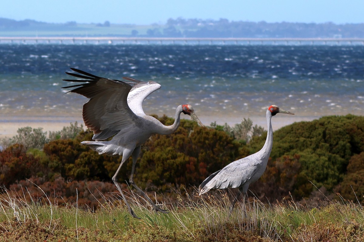 Brolga - ML645084374