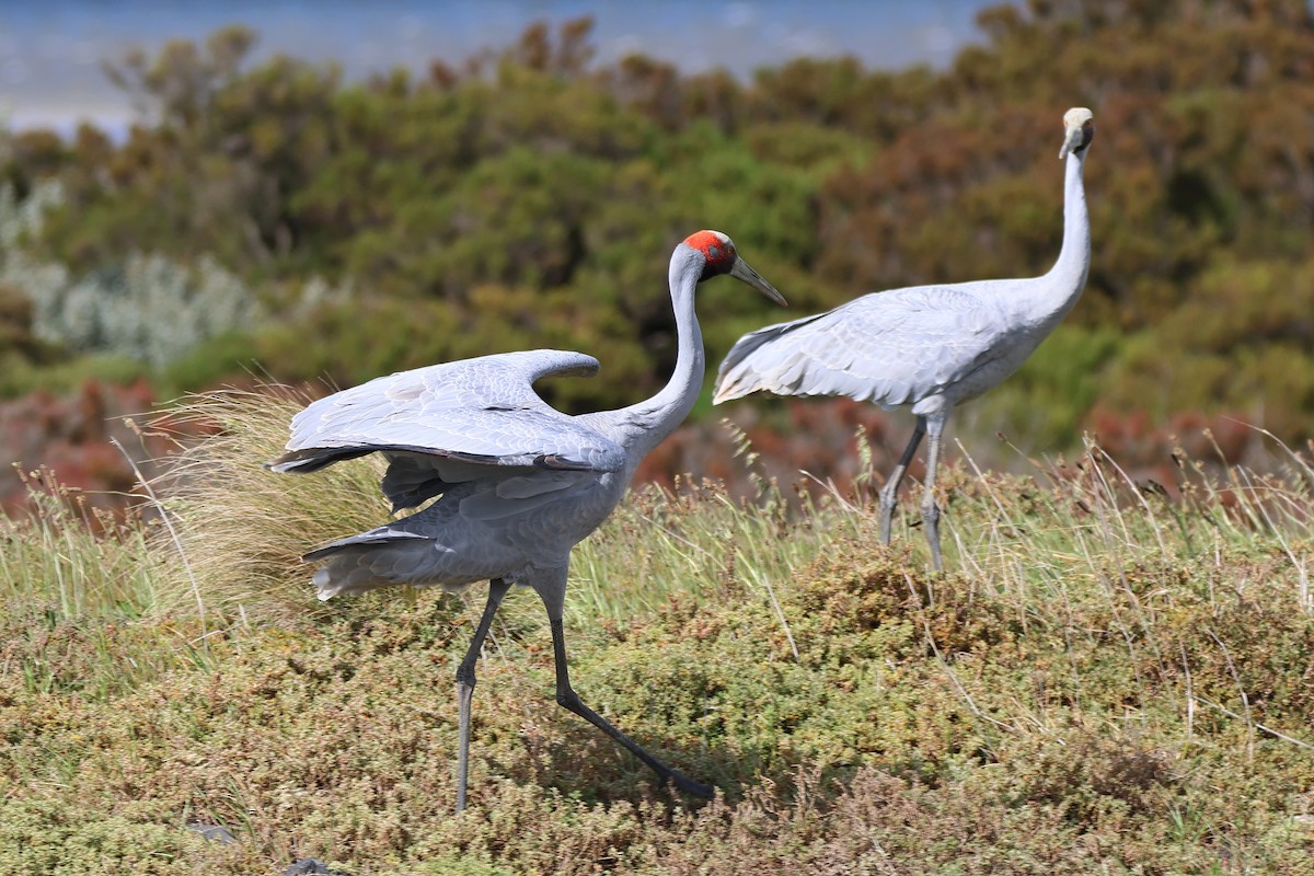 Brolga - ML645084375