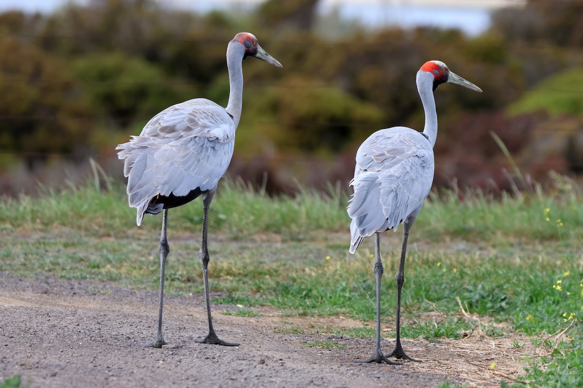 Brolga - ML645084376