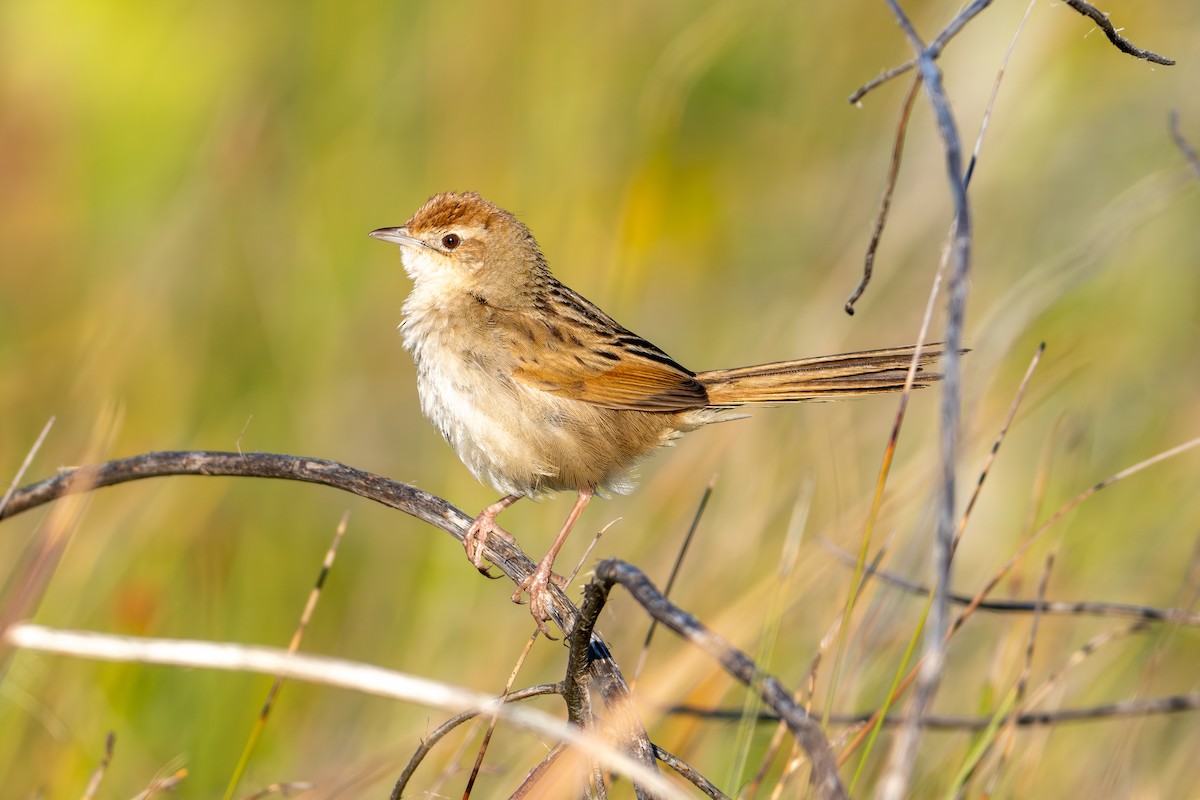 Матата руда - ML645084379