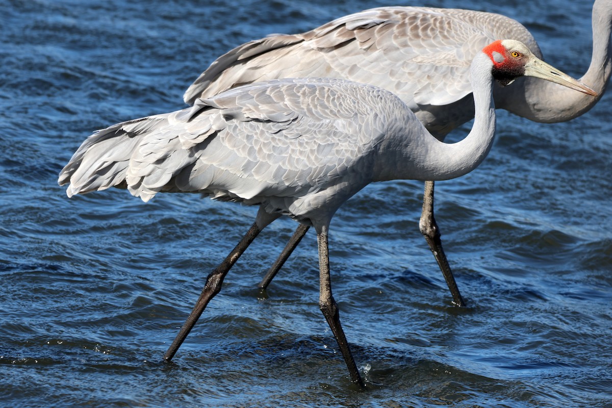 Brolga - ML645084380