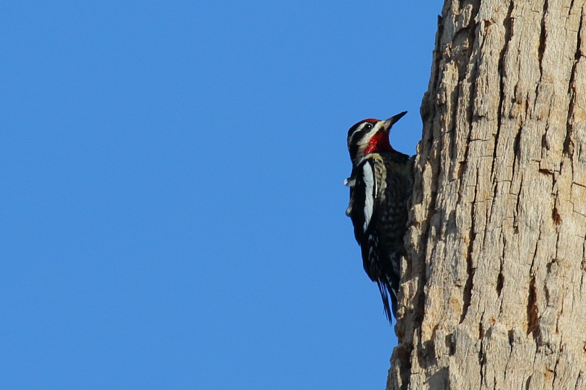 Red-naped Sapsucker - ML645084385