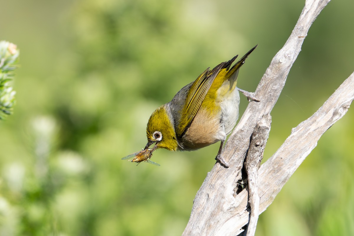 Silvereye - ML645084388