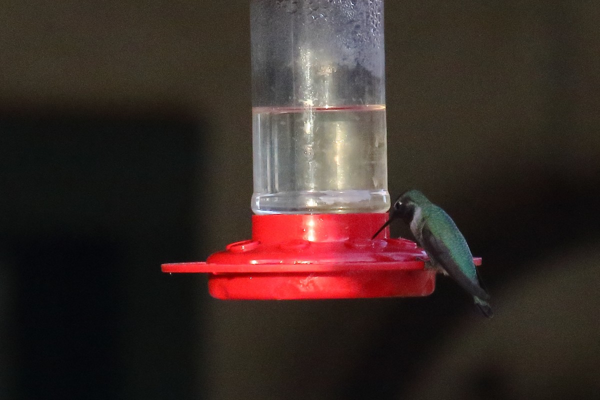 Anna's Hummingbird - ML645084401