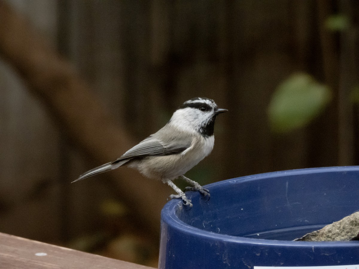 Mountain Chickadee - ML645084406