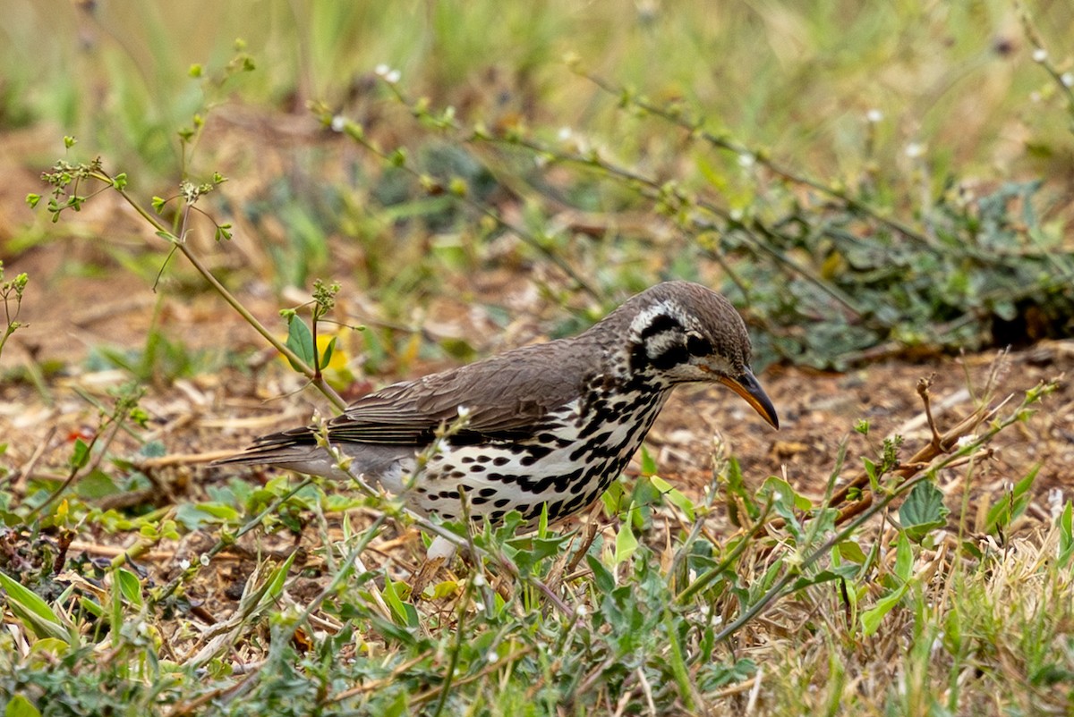 Groundscraper Thrush - ML645084411