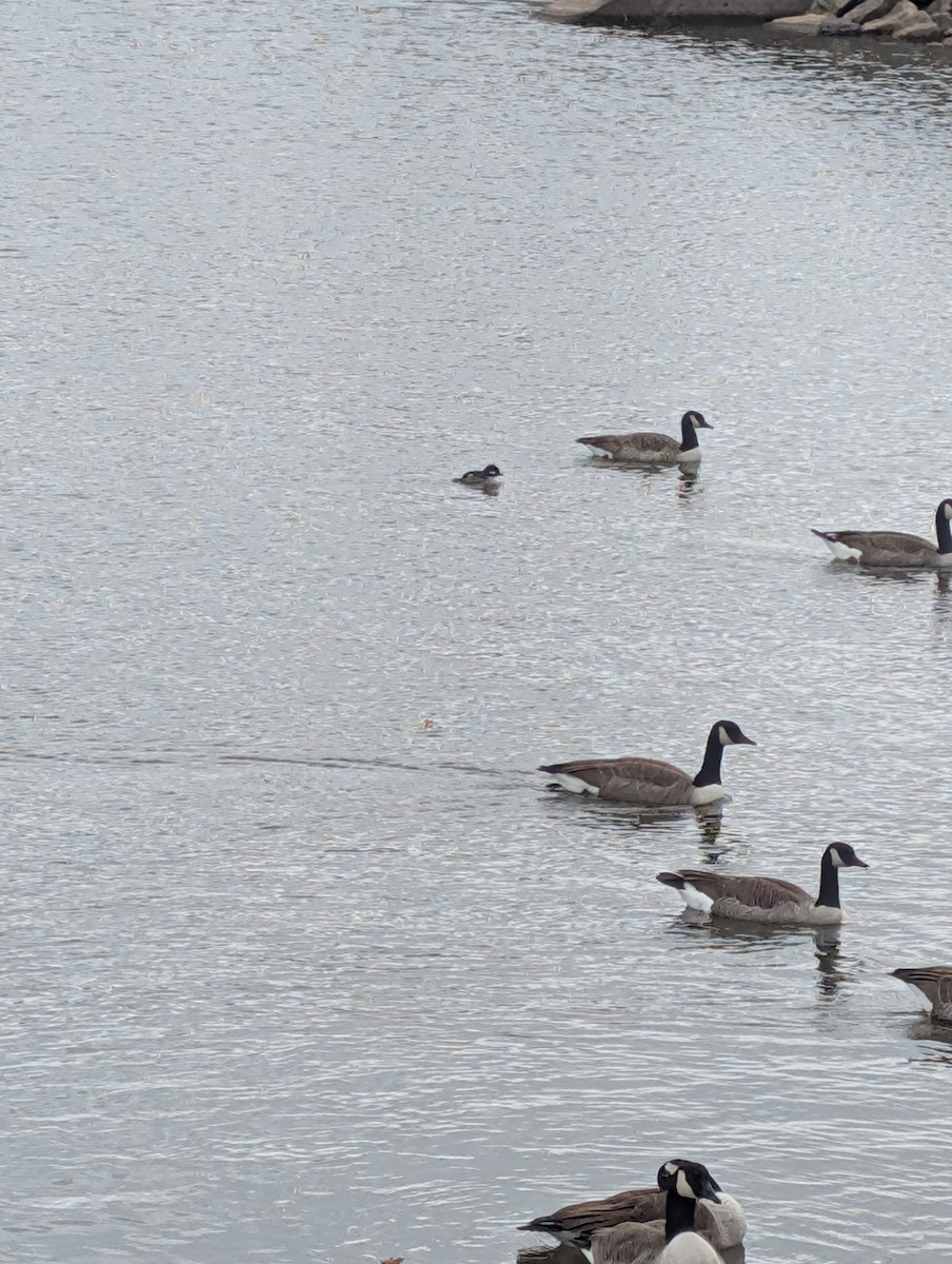 ヒメハジロ - ML645084417