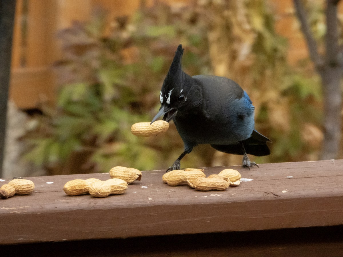 Стеллерова сойка - ML645084431