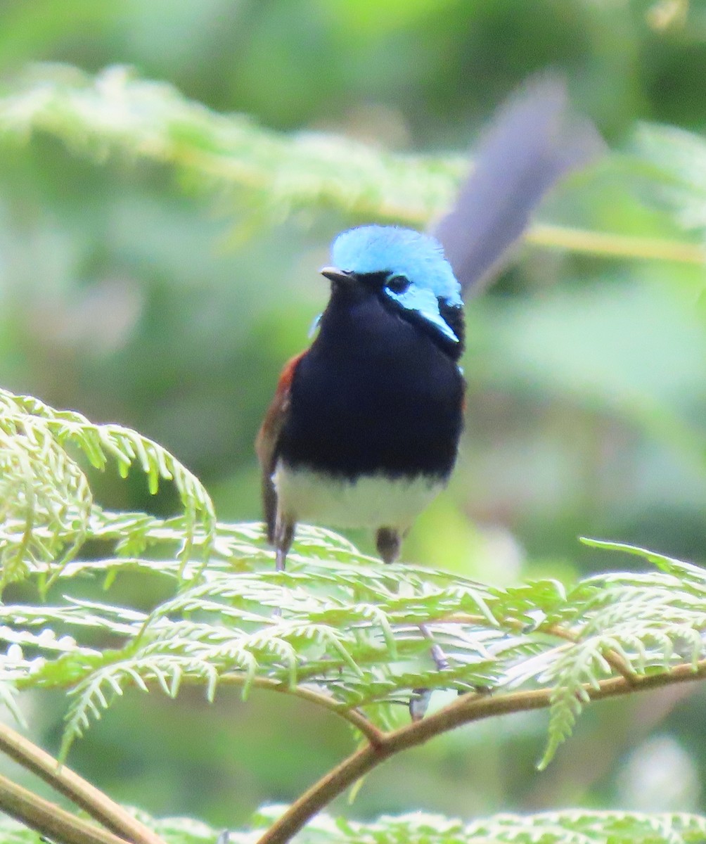 Red-winged Fairywren - ML645084438