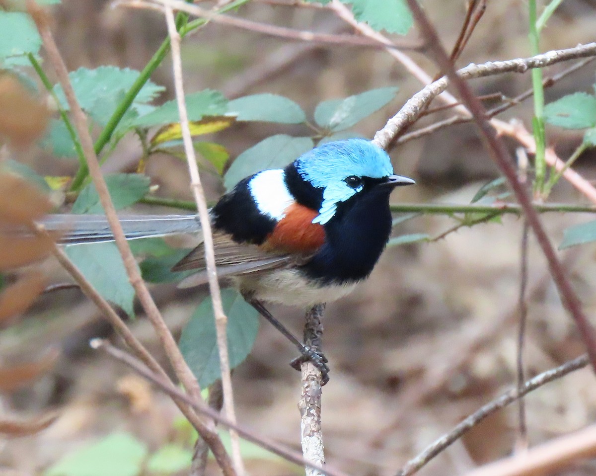 Red-winged Fairywren - ML645084439