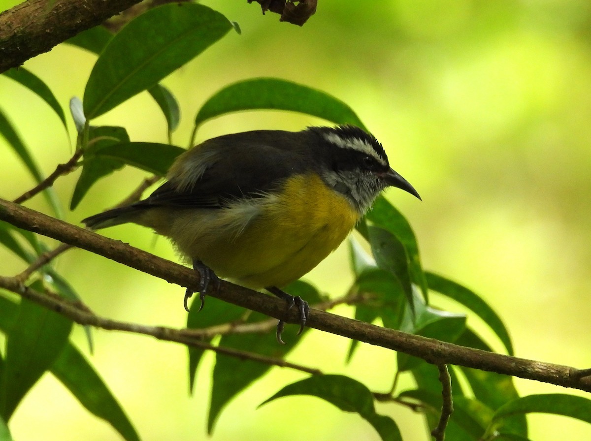 Sucrier à ventre jaune - ML645084441