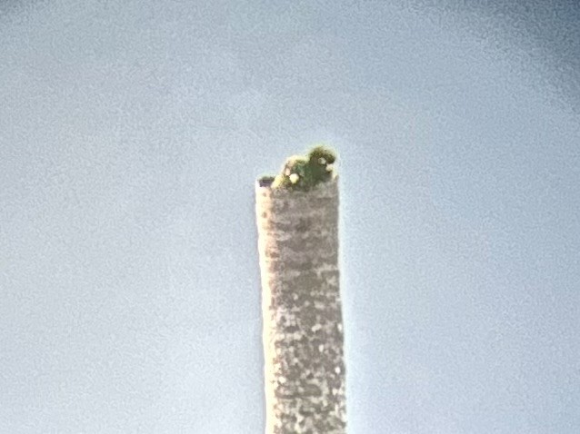 Santa Marta Parakeet - ML645084447