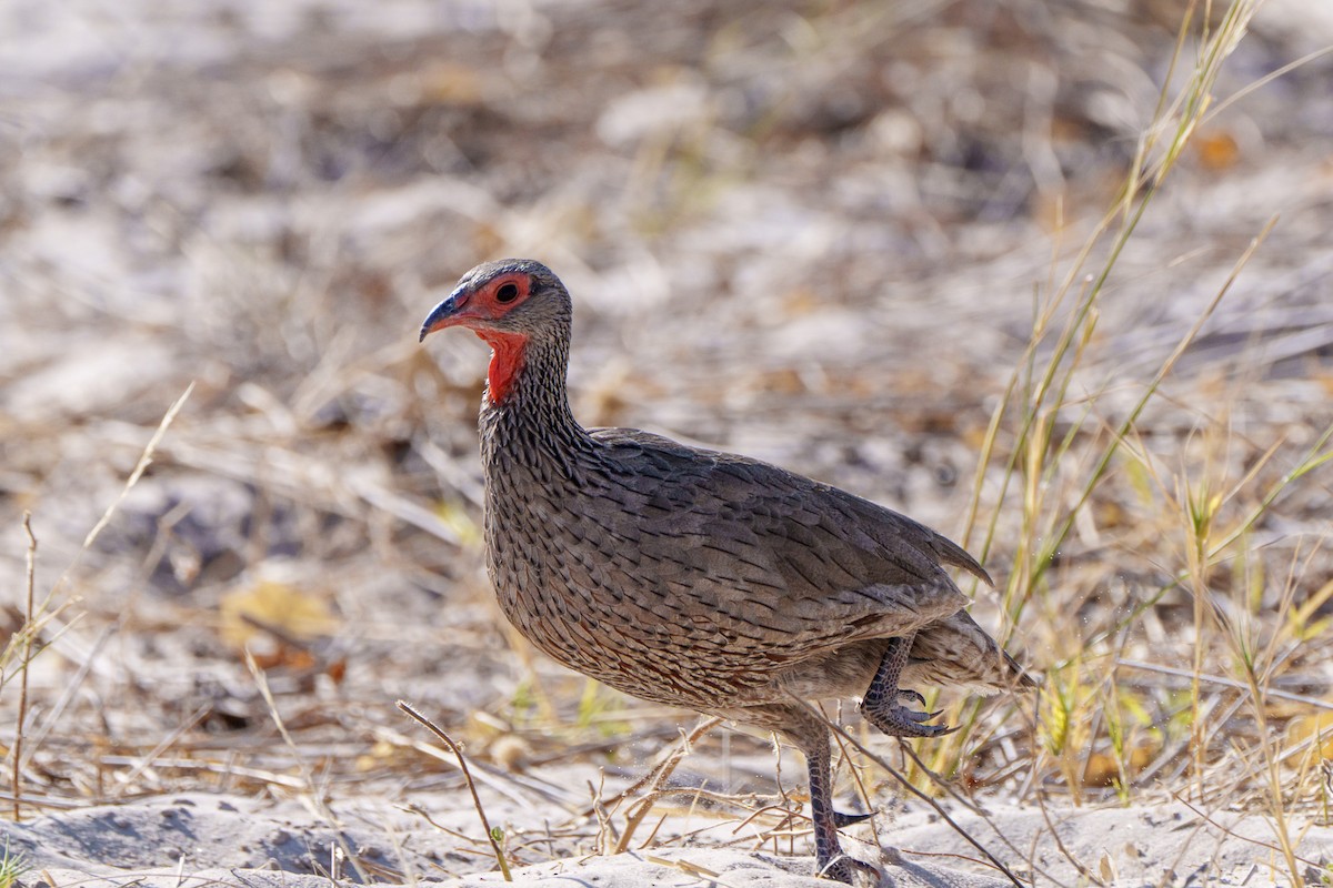 Swainson's Spurfowl - ML645084452