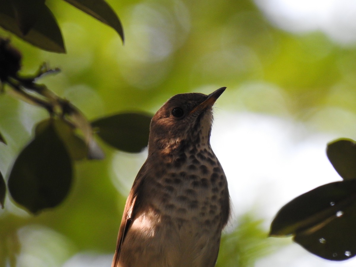 Малый дрозд - ML645084453