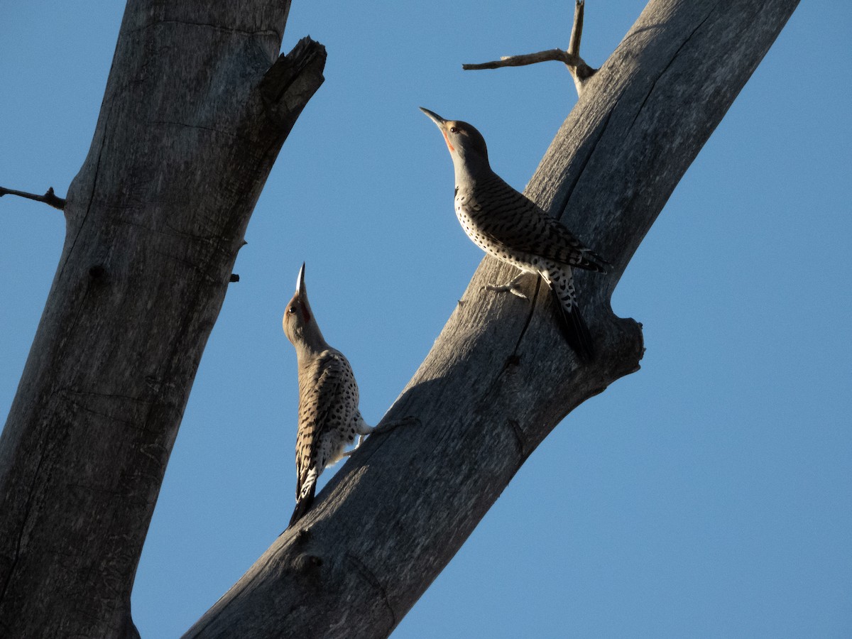 Northern Flicker - ML645084458