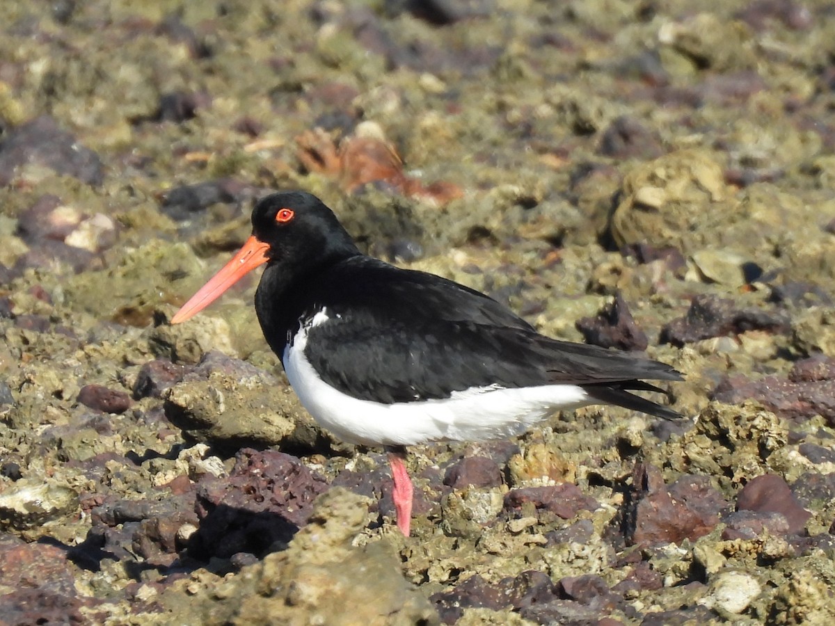 Pied Oystercatcher - ML645084463