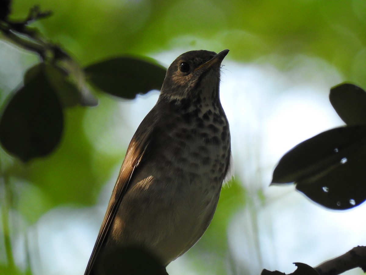 Малый дрозд - ML645084470