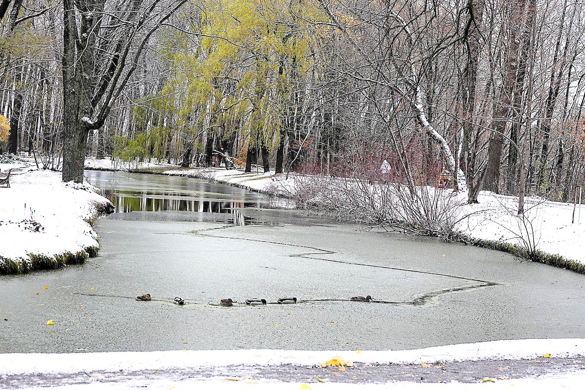 綠頭鴨 - ML645084476